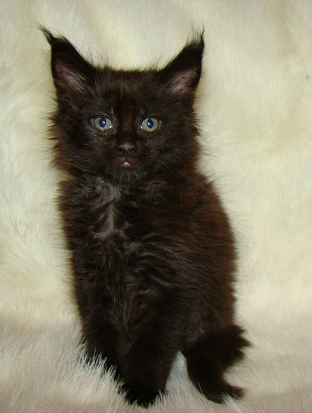     Catsvill County!   !    !       !!!    Catsvill County +7-926-544-74-09     .   ,   ,   ,    ,   ,  ,     ,   -,    ,   !